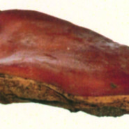 Speck Carnia Stagionato