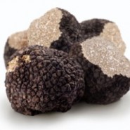 Il TARTUFO NERO Invernale e estivo