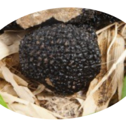 Cinghiale e Tartufo nero