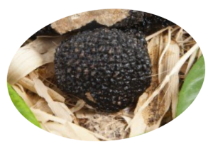 creme-di-tartufo