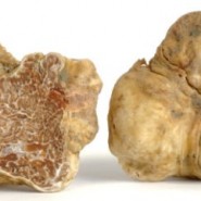 il Tartufo Bianco