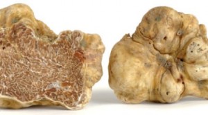 tartufo-bianco
