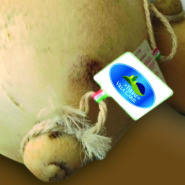 IL CACIOCAVALLO MACCHIONE