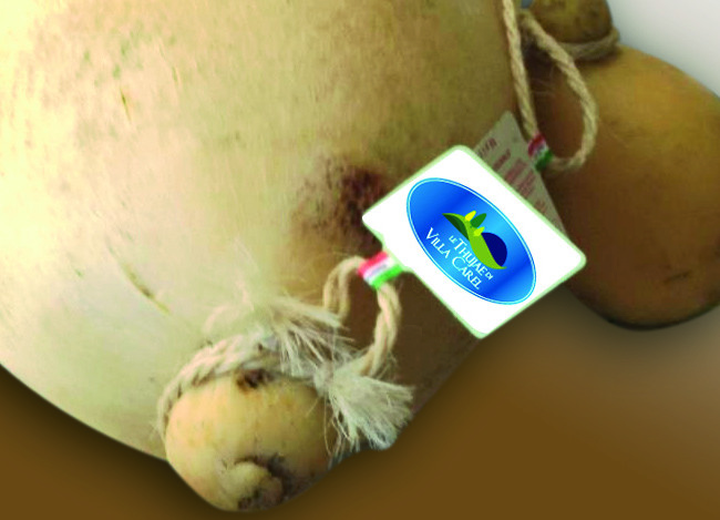IL CACIOCAVALLO MACCHIONE