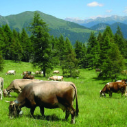 AZIENDA: FORMAGGI
