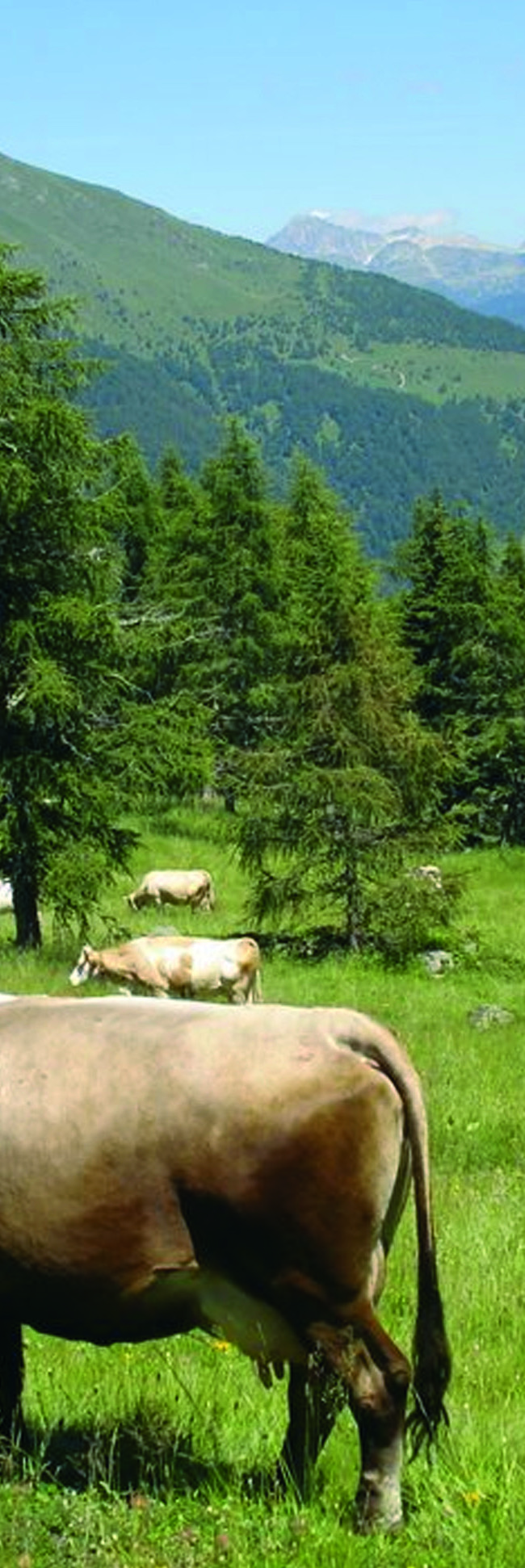 AZIENDA: FORMAGGI