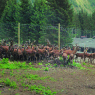 AZIENDA: NORCINERIA SELVATICA
