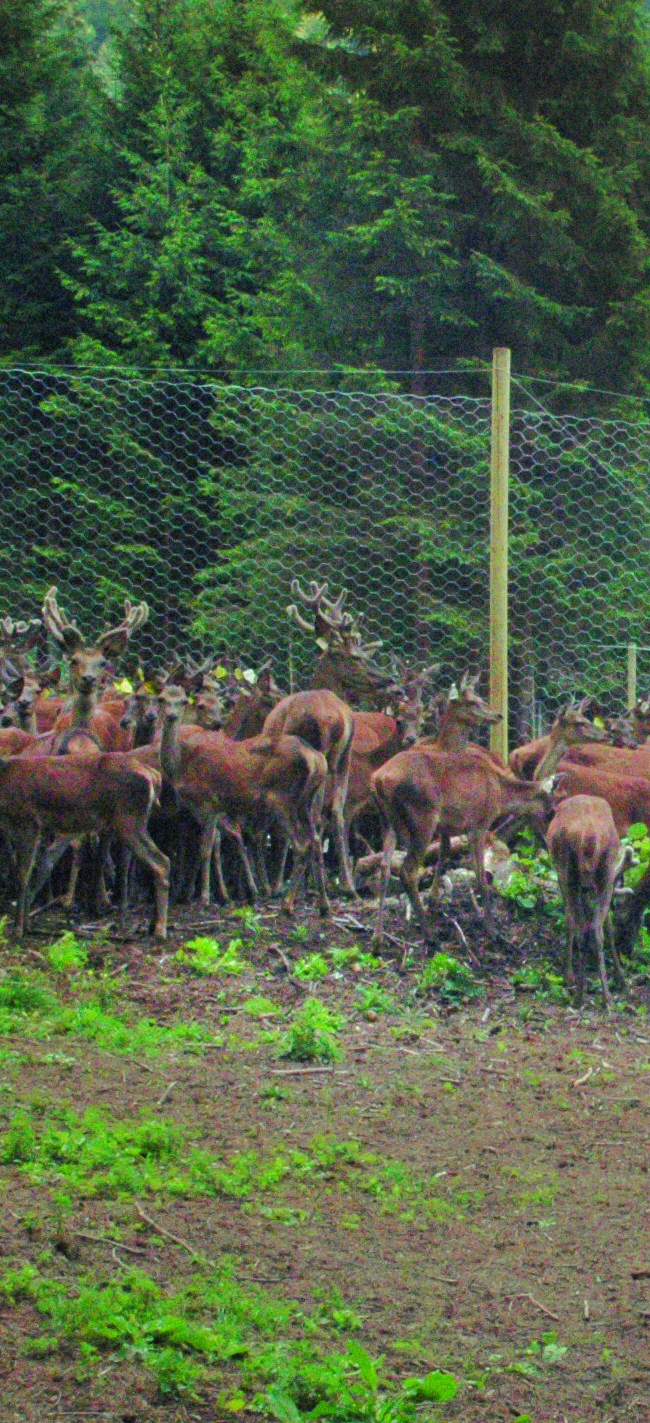 AZIENDA: NORCINERIA SELVATICA