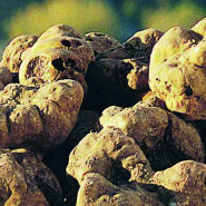 AZIENDA: TARTUFI