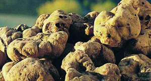 Opuscolo Tartufi-1