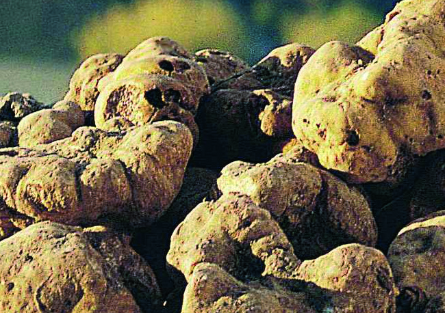 AZIENDA: TARTUFI